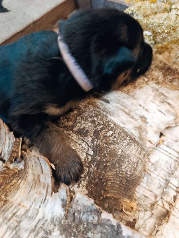 Собаки в Красноярске: Щенок немецкой овчарки  Девочка, 50 000 руб. - фото 1