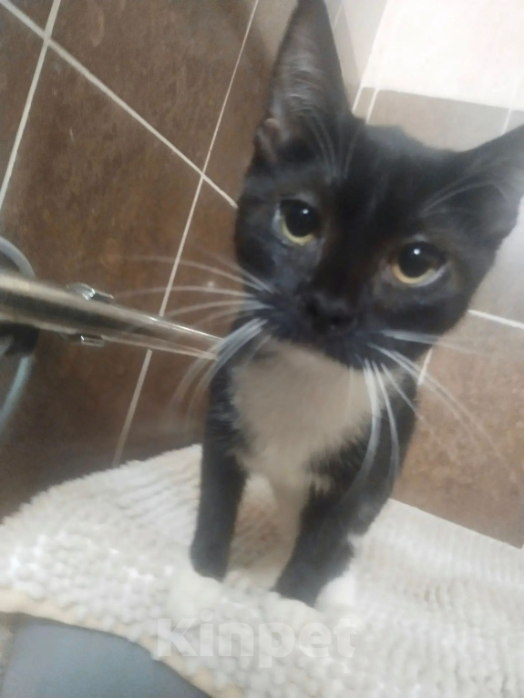 Кошки в Балашихе: Отдам в добрые руки котенка Девочка, Бесплатно - фото 1