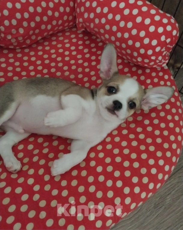 Собаки в Керчи: Щенки чихуахуа Мальчик, 20 000 руб. - фото 1