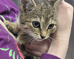 Кошки в Химках: Котенок Девочка, Бесплатно - фото 4