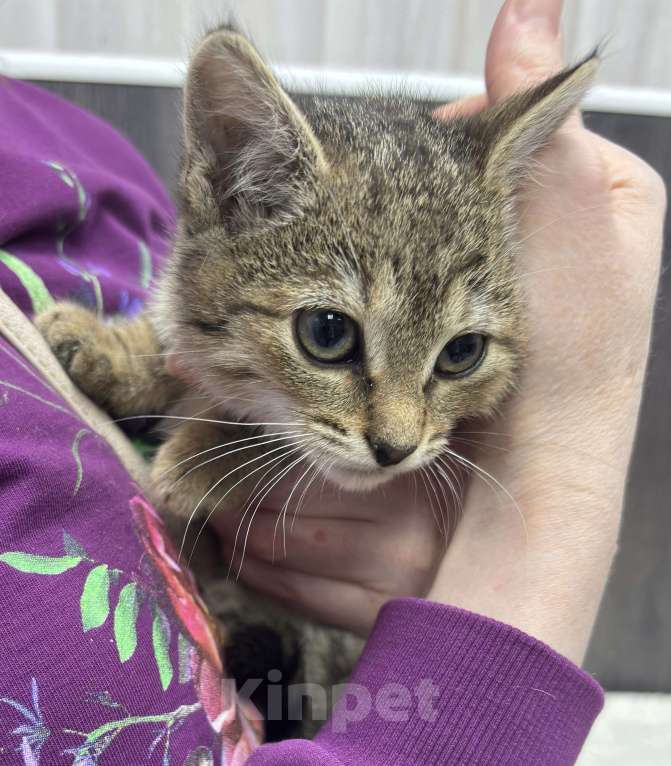 Кошки в Химках: Котенок Девочка, Бесплатно - фото 4