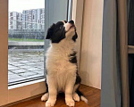 Собаки в Москве: Девочка (сука) бордер-колли: послушна и очень перспективна в аджилити Девочка, 130 000 руб. - фото 5