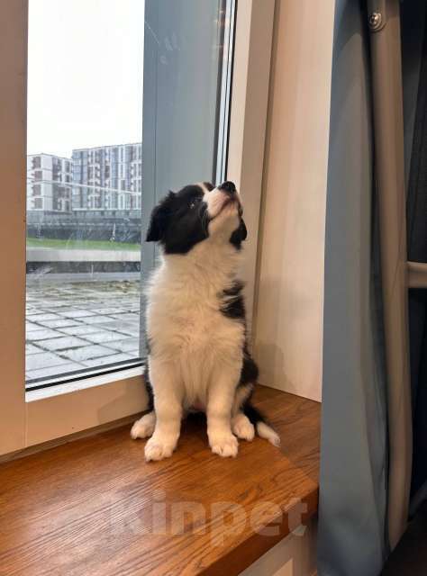 Собаки в Москве: Девочка (сука) бордер-колли: послушна и очень перспективна в аджилити Девочка, 130 000 руб. - фото 5