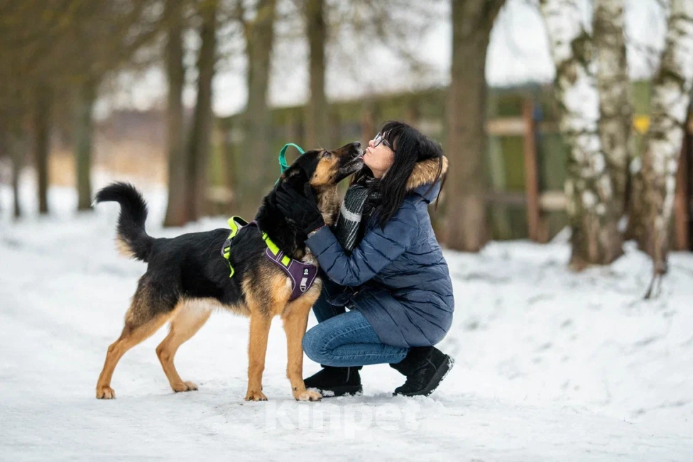 Собаки в Москве: Красавчик Арчи Мальчик, Бесплатно - фото 6