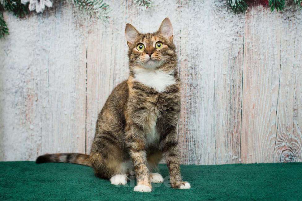 Кошки в Москве: Жемчужина с рынка ищет свою семью Девочка, Бесплатно - фото 3