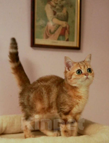 Кошки в Москве: Золотой мальчик Мальчик, 45 000 руб. - фото 2