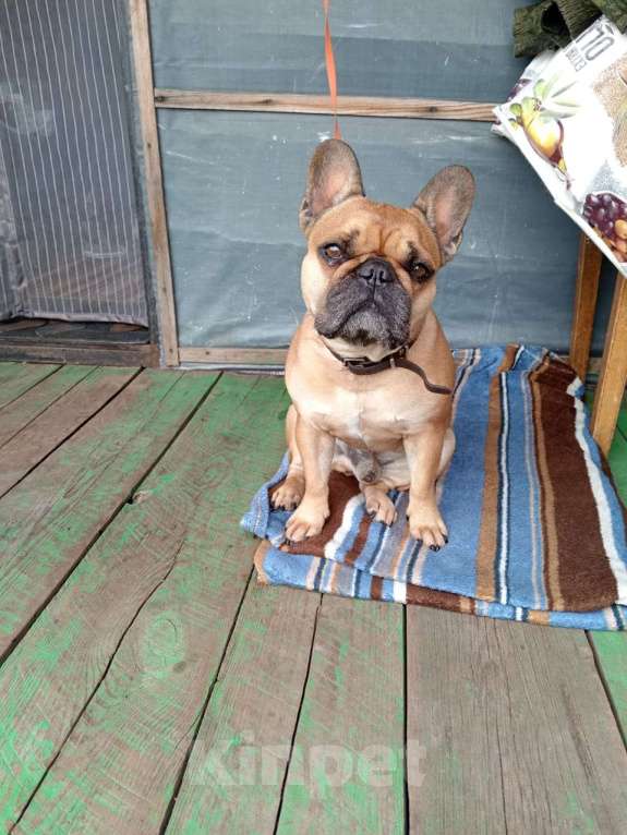 Собаки в Подольске: Французский бульдог кобель 6 лет в добрые руки  Мальчик, Бесплатно - фото 4