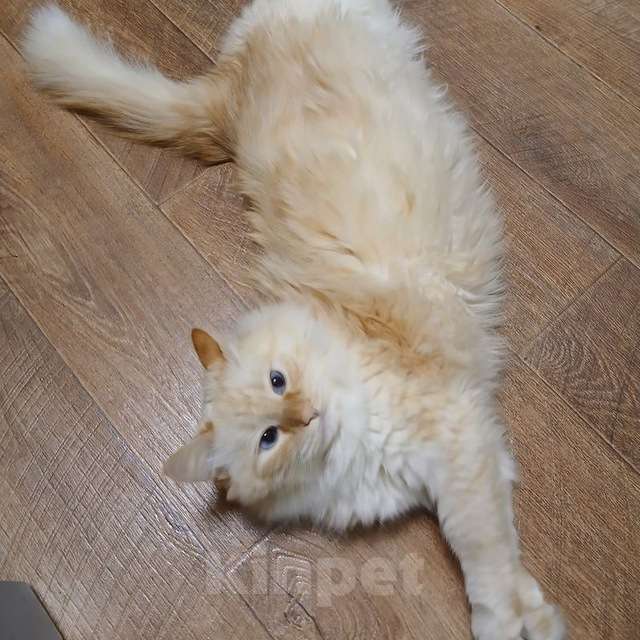 Кошки в Саранске: Отдам котика в добрые руки Мальчик, Бесплатно - фото 4