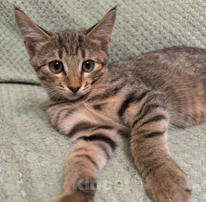 Кошки в Москве: Двухмесячный котенок Марсик Мальчик, Бесплатно - фото 5