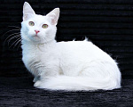 Кошки в Бердске: милый котенок манчкин Мальчик, Бесплатно - фото 3