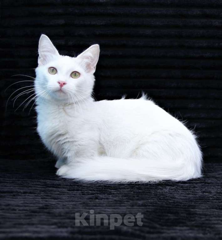 Кошки в Бердске: милый котенок манчкин Мальчик, Бесплатно - фото 3