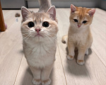 Кошки в Тюмени: Котёнок голубое золото Мальчик, 45 000 руб. - фото 6