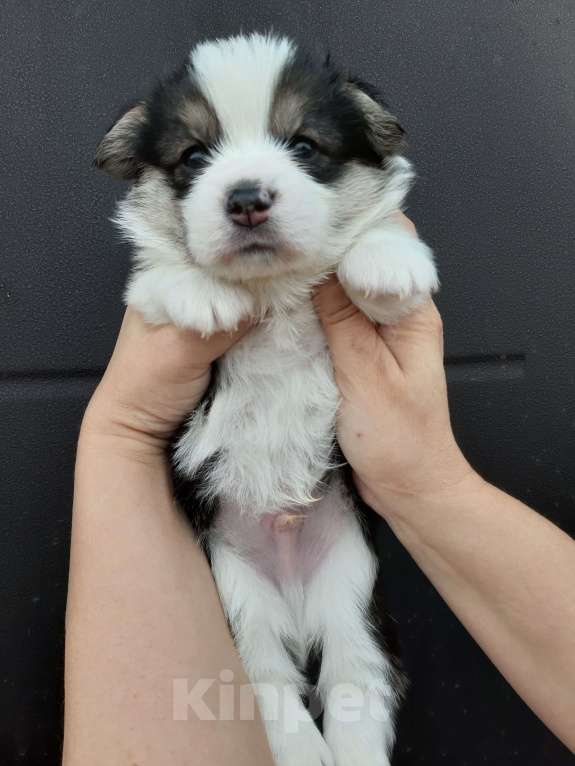 Собаки в Иваново: Вельш-корги пемброк, щенки РКФ Мальчик, 35 000 руб. - фото 2