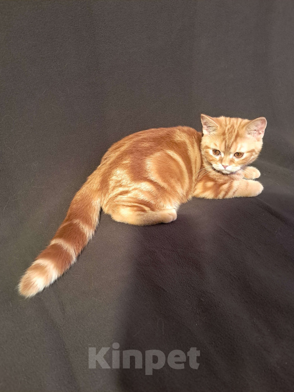 Кошки в Санкт-Петербурге: Шотландский котенок с документами. Мальчик, 28 000 руб. - фото 1