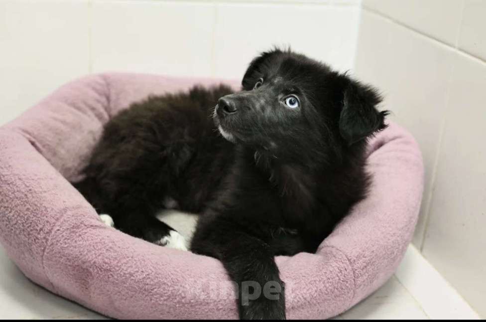 Собаки в Раменском: Черный пушистый щенок в добрые руки Мальчик, Бесплатно - фото 3