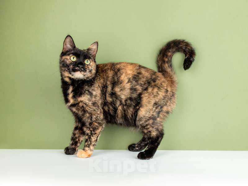 Кошки в Москве: Крупная черепаховая кошка Фаня-Нафаня на счастье Девочка, Бесплатно - фото 4