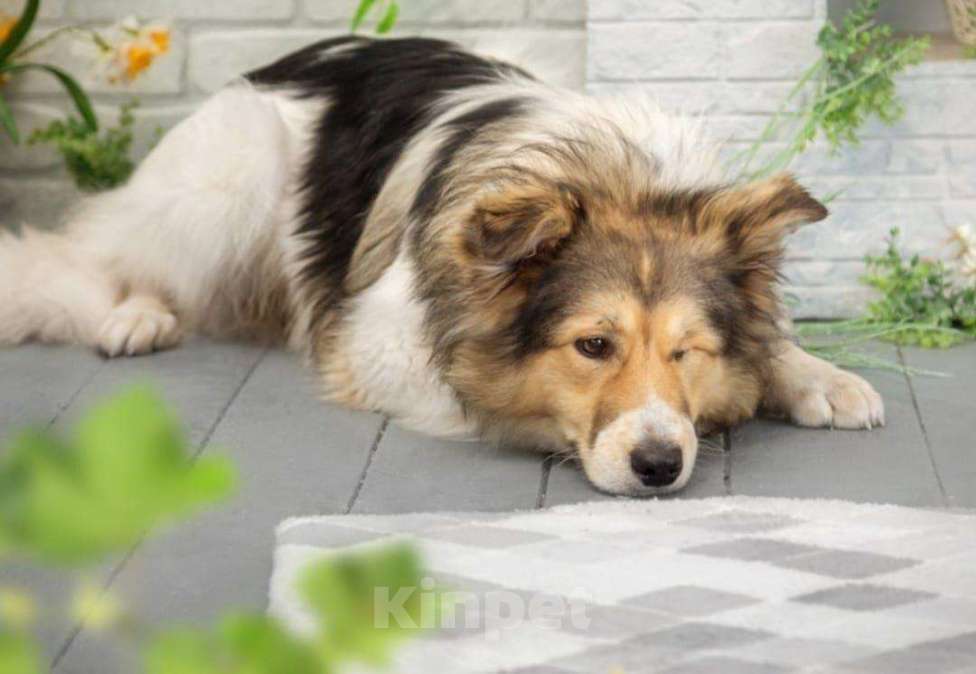 Собаки в Москве: Мишель одноглазый песик который никому не нужен Мальчик, 100 руб. - фото 2