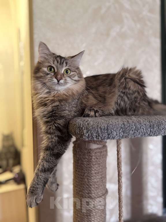 Кошки в Екатеринбурге: Потерялась кошка Девочка, 1 000 руб. - фото 1