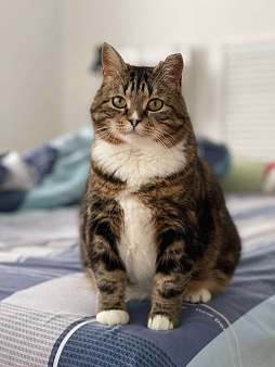 Уютная Ариша - это самая комфортная кошечка для семьи