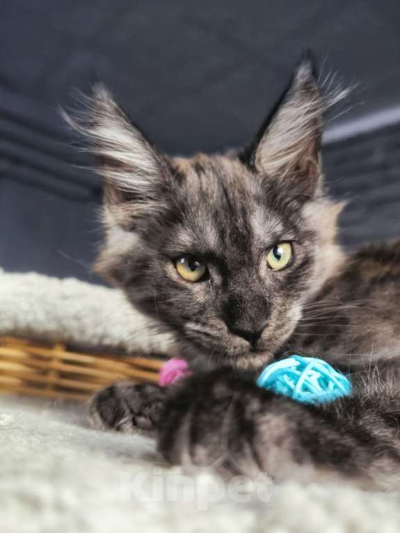 Кошки в Кемерово: Девочка черный дым Девочка, 25 000 руб. - фото 3