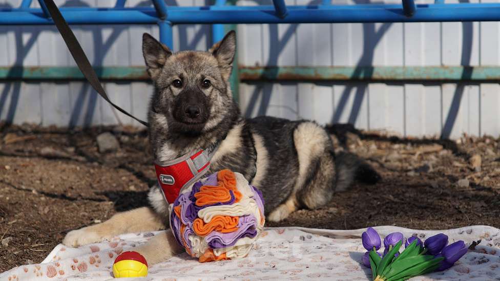 Собаки в Ногинске: Щенок ищет дом Девочка, Бесплатно - фото 3