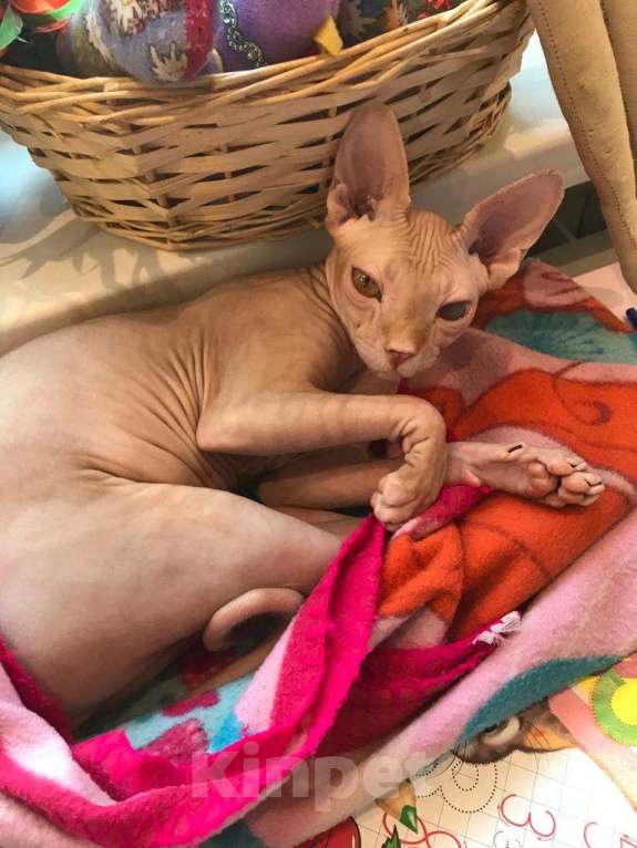 Кошки в Мытищах:  красотка в добрые руки Девочка, 1 руб. - фото 2