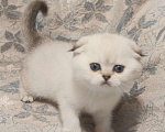 Кошки в Москве: Шотландская вислоухая девочка окрас поинт ( как сиамский ) Девочка, 50 000 руб. - фото 7