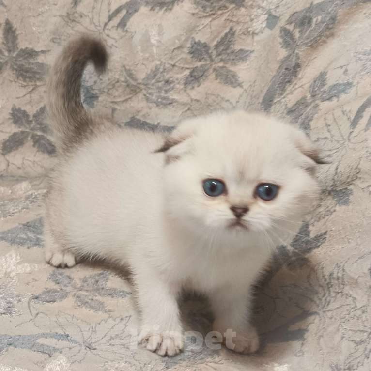 Кошки в Москве: Шотландская вислоухая девочка окрас поинт ( как сиамский ) Девочка, 50 000 руб. - фото 7