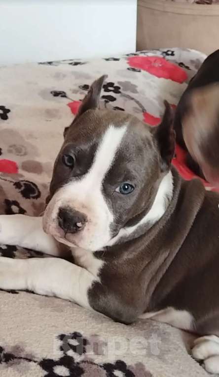 Собаки в Москве: Шикарный голубой мальчик Мальчик, 120 000 руб. - фото 2