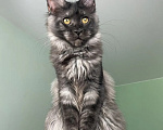 Кошки в Москве: Котенок мейн кун Девочка, 40 000 руб. - фото 1