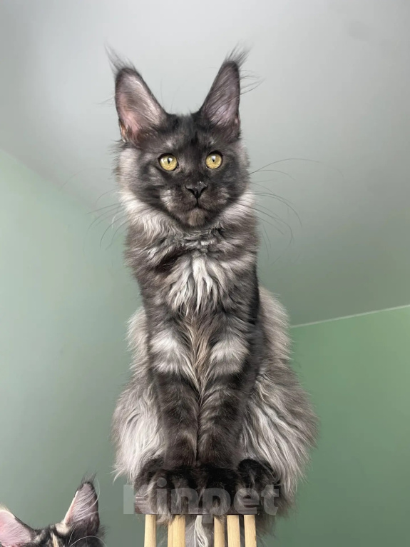 Кошки в Москве: Котенок мейн кун Девочка, 40 000 руб. - фото 1