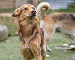 Собаки в Пушкино: Красавец Шерлок ищет дом! Мальчик, Бесплатно - фото 2