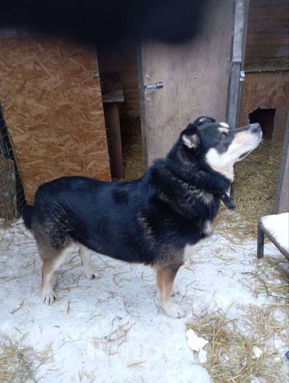 Собаки в Москве: Собака в добрые руки Мальчик, Бесплатно - фото 5