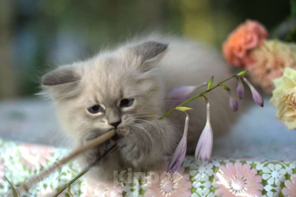 Кошки в Санкт-Петербурге: невские маскарадные котята девочки Девочка, Бесплатно - фото 6