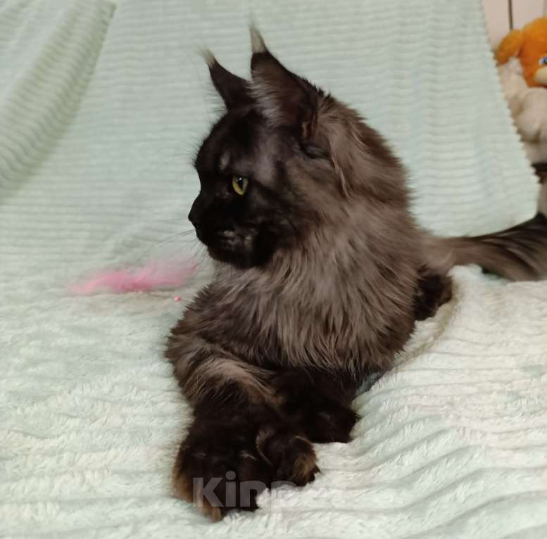 Кошки в Санкт-Петербурге: Мальчик полидакт черный дым Мальчик, 100 000 руб. - фото 6