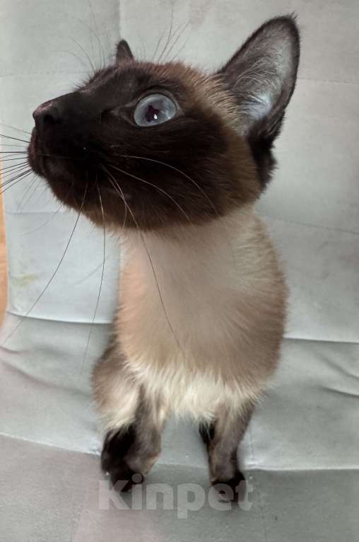 Кошки в Иркутске: Отдам кошку в добрые руки Девочка, 1 руб. - фото 2