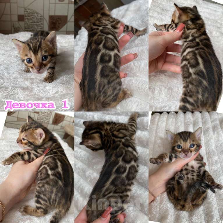 Кошки в Новосибирске: Бенгальские кошечки под резерв Девочка, 55 000 руб. - фото 1