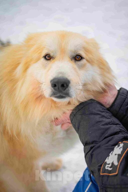 Собаки в Москве: Пушистая, добрая, красивая собака Уля в добрые руки Девочка, Бесплатно - фото 7