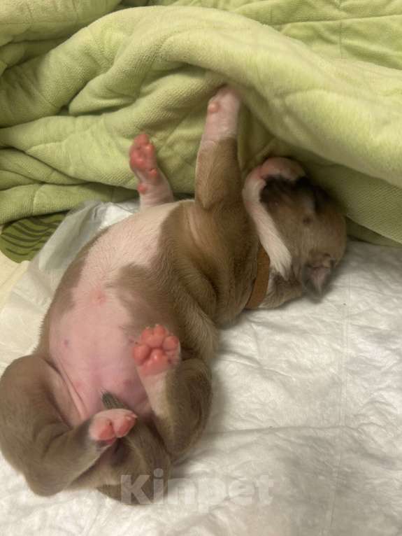 Собаки в Ельце: Щенки АСТ Девочка, 55 000 руб. - фото 3