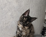 Кошки в Москве: Котёнок, Мейн кун Гера Девочка, Бесплатно - фото 3