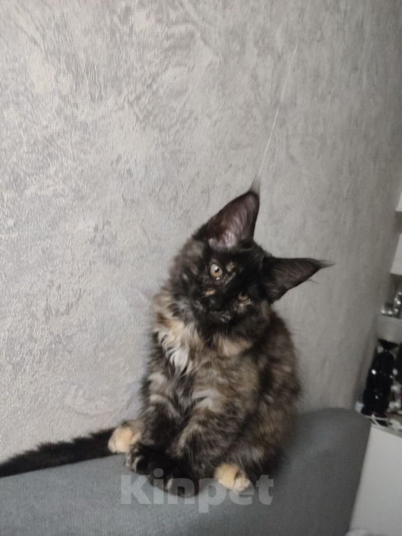 Кошки в Москве: Котёнок, Мейн кун Гера Девочка, Бесплатно - фото 3