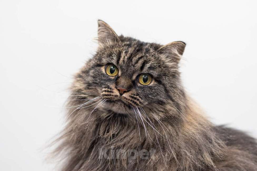 Кошки в Москве: кошка Тома в добрые руки Девочка, Бесплатно - фото 3