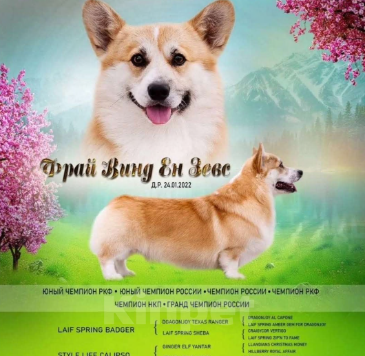 Собаки в Тейково: Продам щенка Мальчик, 60 000 руб. - фото 3