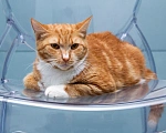 Кошки в Мытищах: Кошка Дуся в добрые руки Девочка, Бесплатно - фото 2