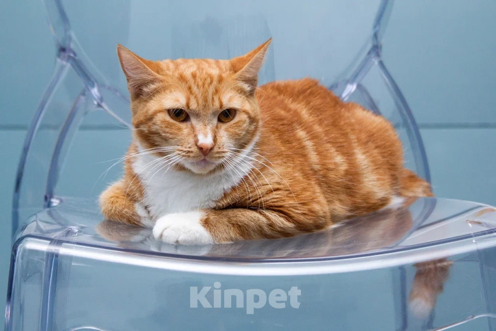 Кошки в Мытищах: Кошка Дуся в добрые руки Девочка, Бесплатно - фото 2