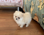Собаки в Москве: Мини мальчик померанского шпица , Энди  Мальчик, 55 000 руб. - фото 1