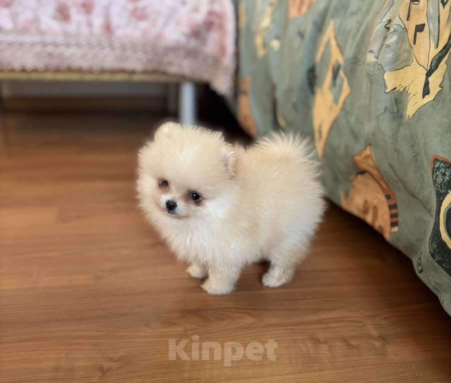 Собаки в Москве: Мини мальчик померанского шпица , Энди  Мальчик, 55 000 руб. - фото 1