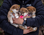 Собаки в Москве: Щенки сиба питомник  KuranDOGS Мальчик, 70 000 руб. - фото 4