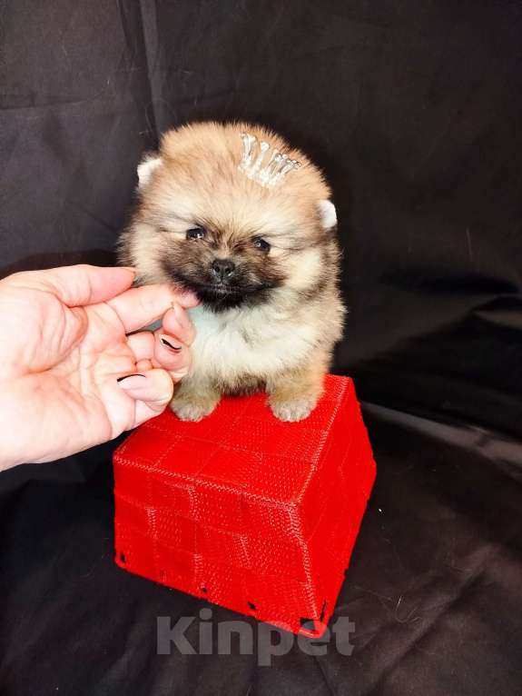 Собаки в Тольятти: Мини девочка Девочка, 100 000 руб. - фото 1