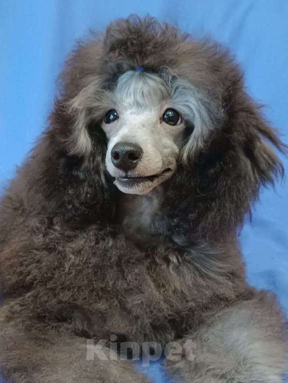 Собаки в Ярославле: Серебро той Мальчик, 140 000 руб. - фото 4